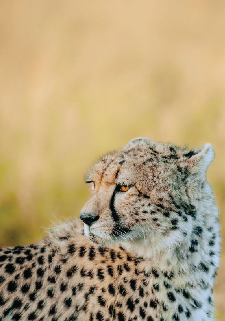 Cheetah in Tanzania