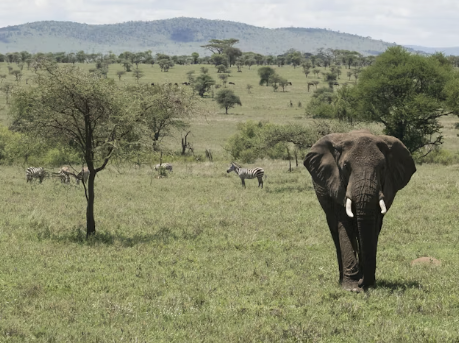 Elephant herd