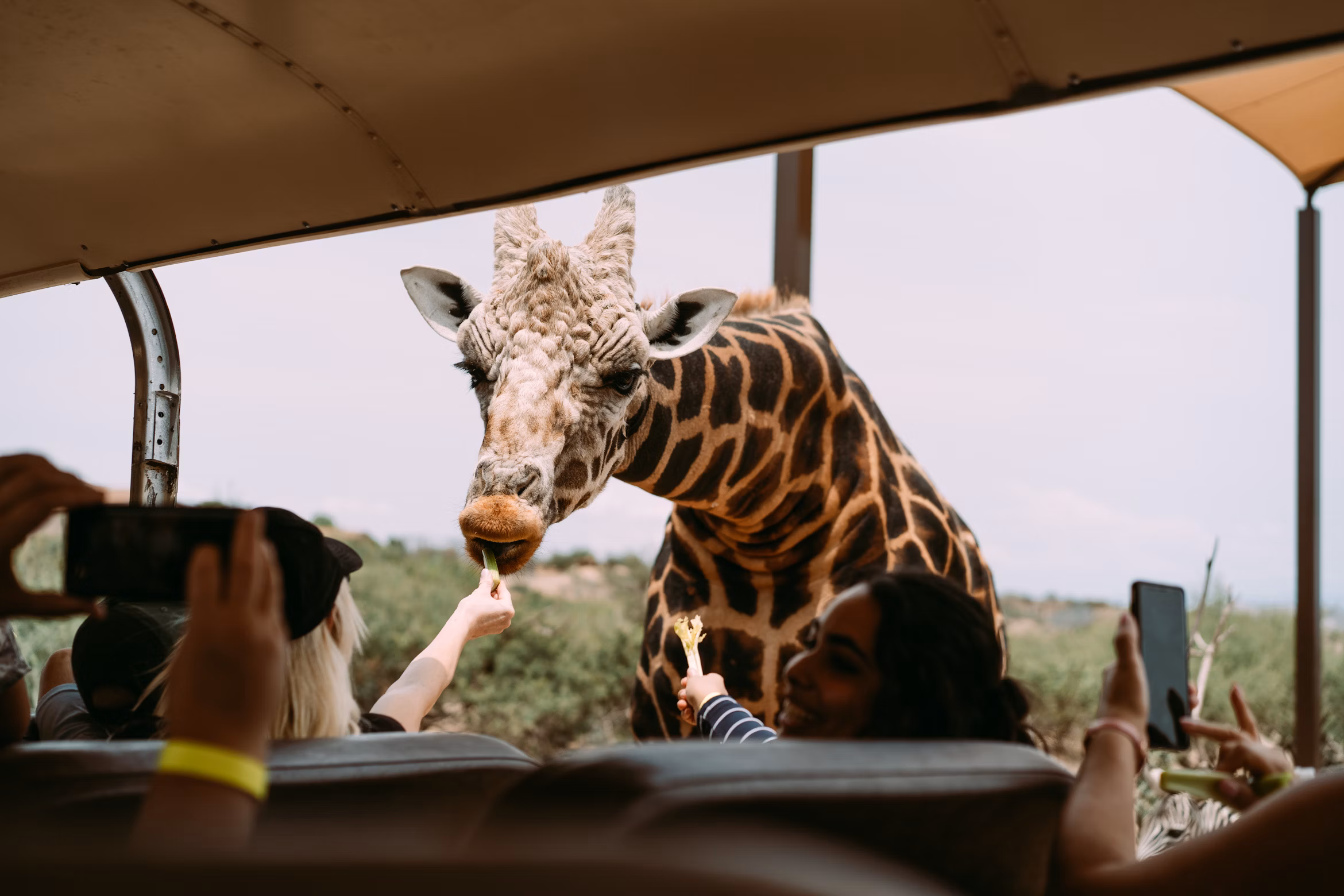Private Safari
