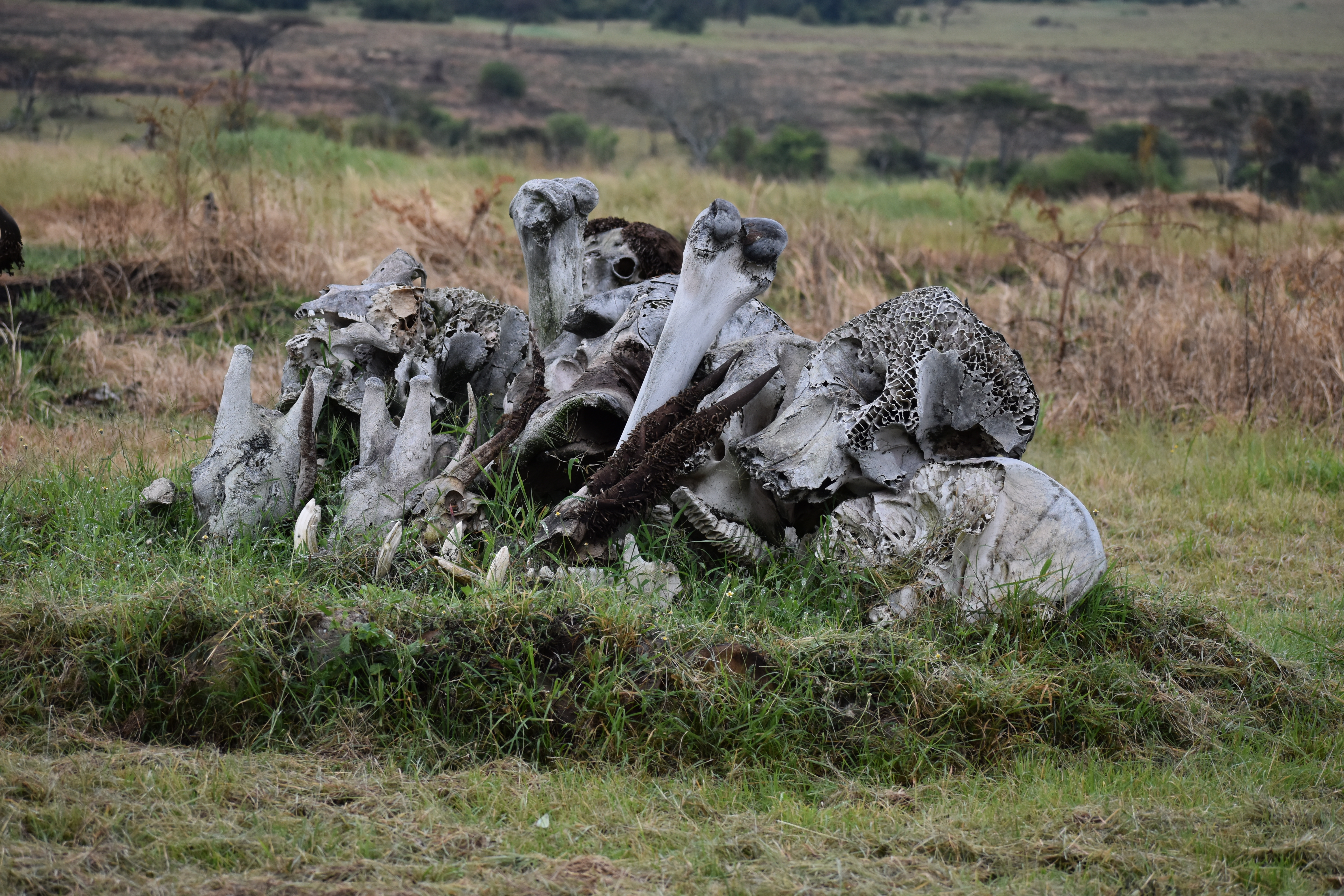 Ruaha National Park